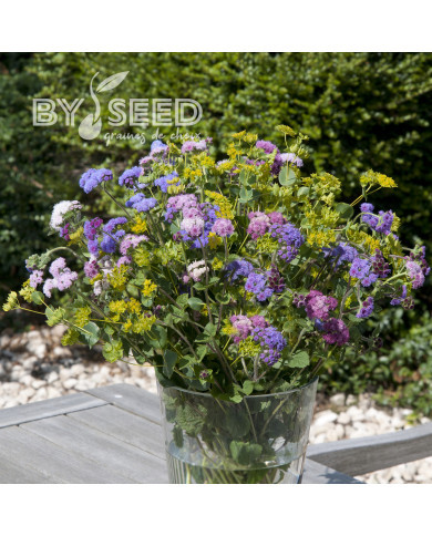 Agératum haut Timeless Mix