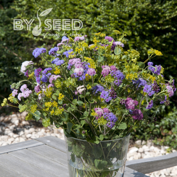 Agératum haut Timeless Mix