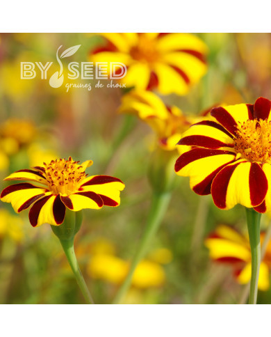 Œillet d'Inde haut Grand Arlequin
