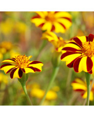 Œillet d'Inde (triploïde) Konstance
