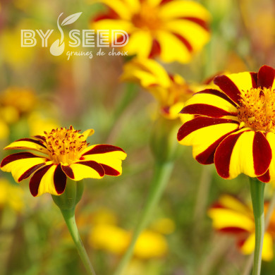 Œillet d'Inde haut Grand Arlequin