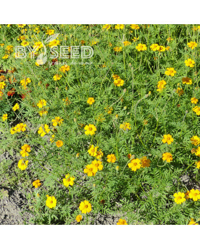 Œillet d'Inde haut Nematode Control