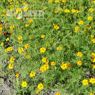 Œillet d'Inde haut Nematode Control