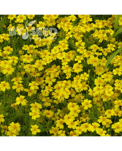 Œillet d'Inde signata Lemon Gem