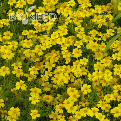 Œillet d'Inde signata Lemon Gem