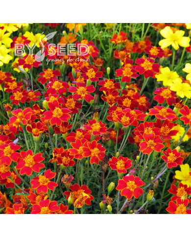 Œillet d'Inde signata Paprika
