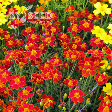 Œillet d'Inde signata Paprika