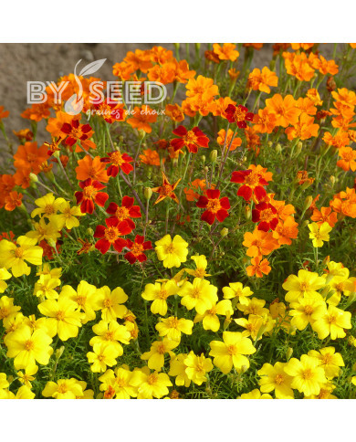 Œillet d'Inde signata Starfire Mix