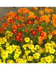 Œillet réglisse - Tagetes filifolia Dropshot