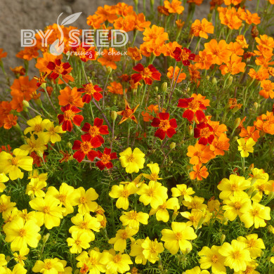 Œillet d'Inde signata Starfire Mix