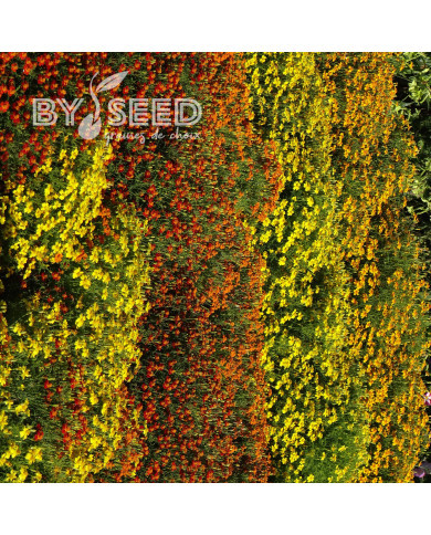 Œillet d'Inde signata Starfire Mix