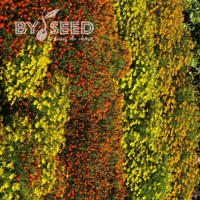 Œillet d'Inde signata Starfire Mix