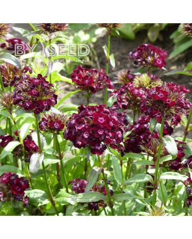 OEillet de poète Black Adder