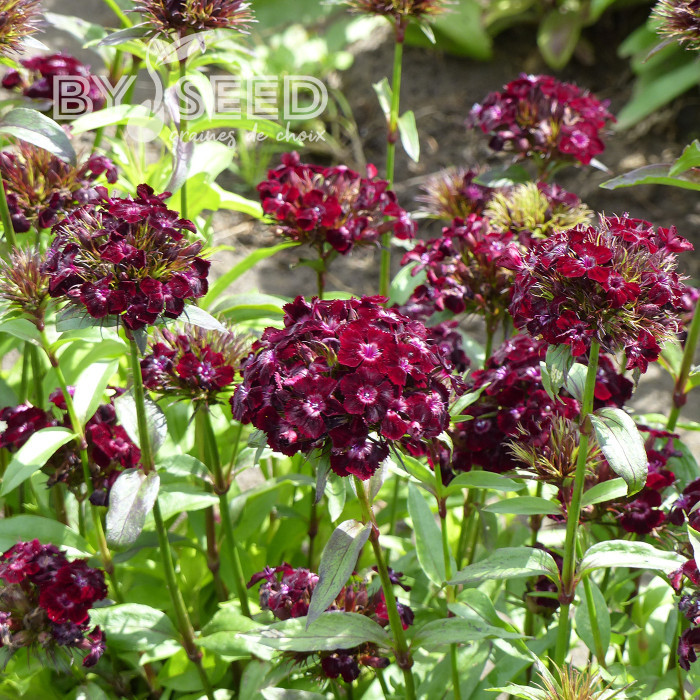 OEillet de poète Black Adder