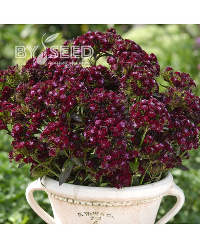 OEillet de poète Black Adder