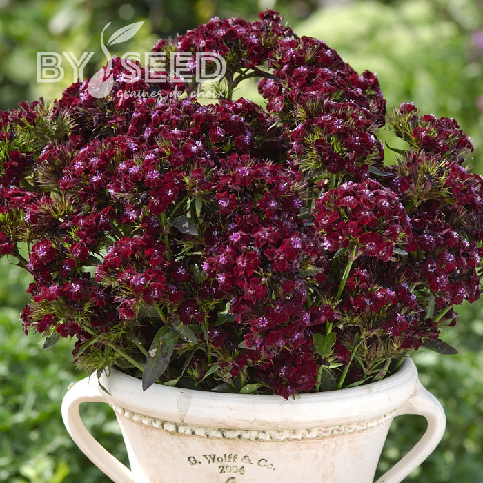 OEillet de poète Black Adder