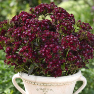 OEillet de poète Black Adder