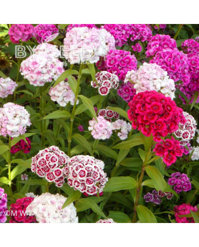 Oeillet de poète Double Mix