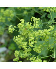 Alstroemère Dévotion