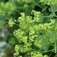 Alchémille mollis