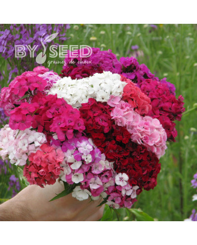 OEillet de poète Etournelle Formula Mix