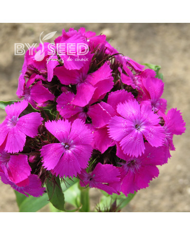 OEillet de poète Etournelle Lilac