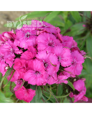 OEillet de poète Etournelle Rose