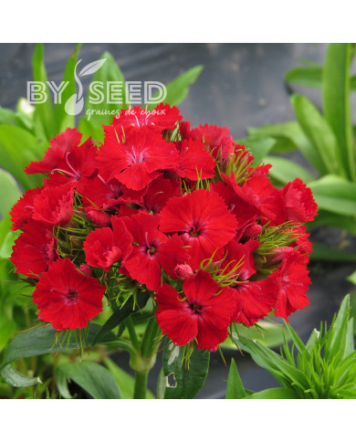 OEillet de poète Etournelle Scarlet