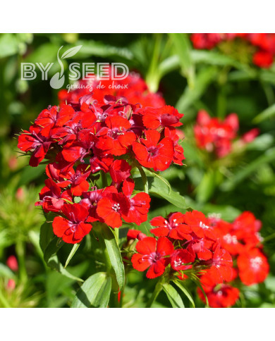 OEillet de poète Etournelle Scarlet