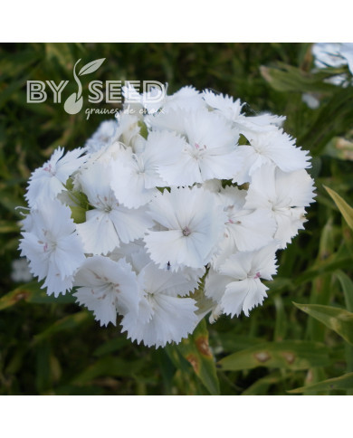 OEillet de poète Etournelle White