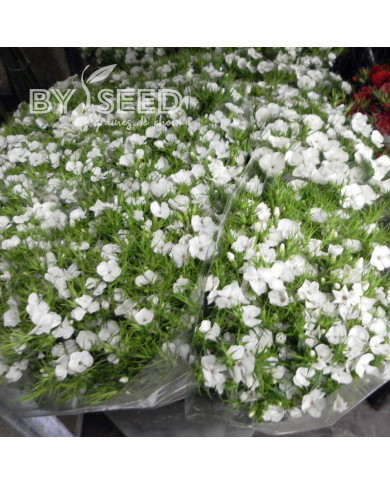 OEillet de poète Etournelle White