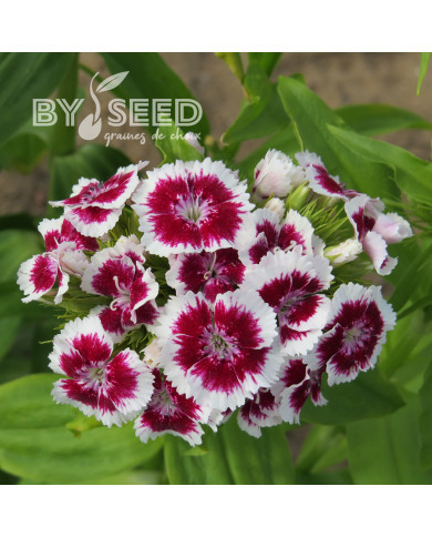 OEillet de poète Etournelle White with Eye