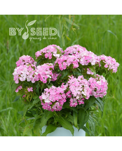 OEillet de poète Flora Pearl Appleblossom