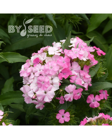 OEillet de poète Flora Pearl Appleblossom