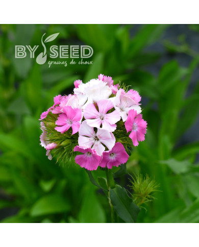 OEillet de poète Flora Pearl Appleblossom