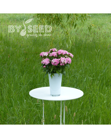 OEillet de poète Flora Pearl Appleblossom