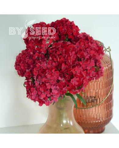 Oeillet de poète Flora Pearl Salmon Terracotta