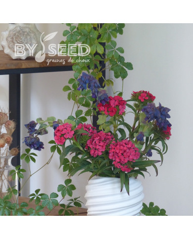 Oeillet de poète Flora Pearl Salmon Terracotta