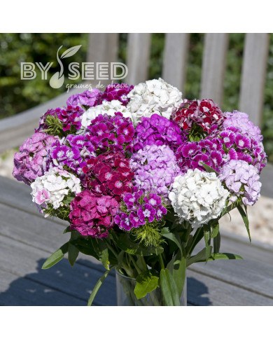 OEillet de poète Hollandia Formula Mix