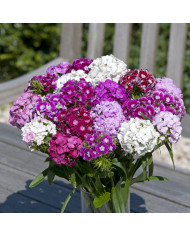 OEillet de poète Hollandia Purple Crown