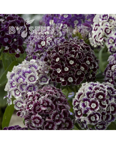 OEillet de poète Hollandia Purple Crown