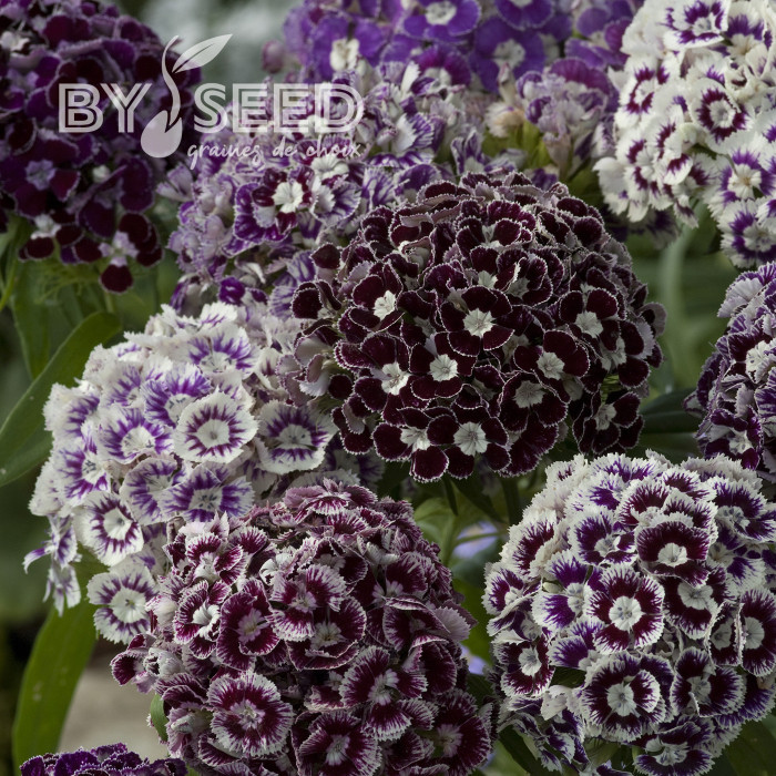 OEillet de poète Hollandia Purple Crown