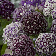 OEillet de poète Hollandia Purple Crown