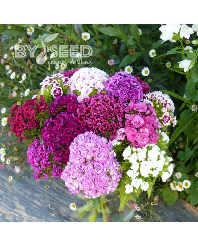 OEillet de poète Robustus Extra Double Mix