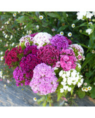 OEillet de poète Hollandia Purple Crown