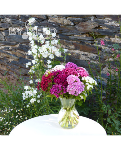 OEillet de poète Robustus Extra Double Mix