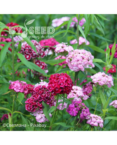 Oeillet de poète Single Mix