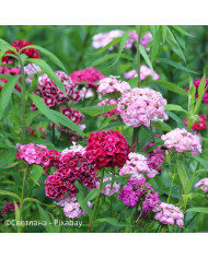 OEillet de poète Sweet Formula Mix (graines enrobées)