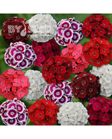 OEillet de poète Sweet Formula Mix (graines enrobées)