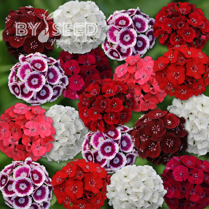 OEillet de poète Sweet Formula Mix (graines enrobées)